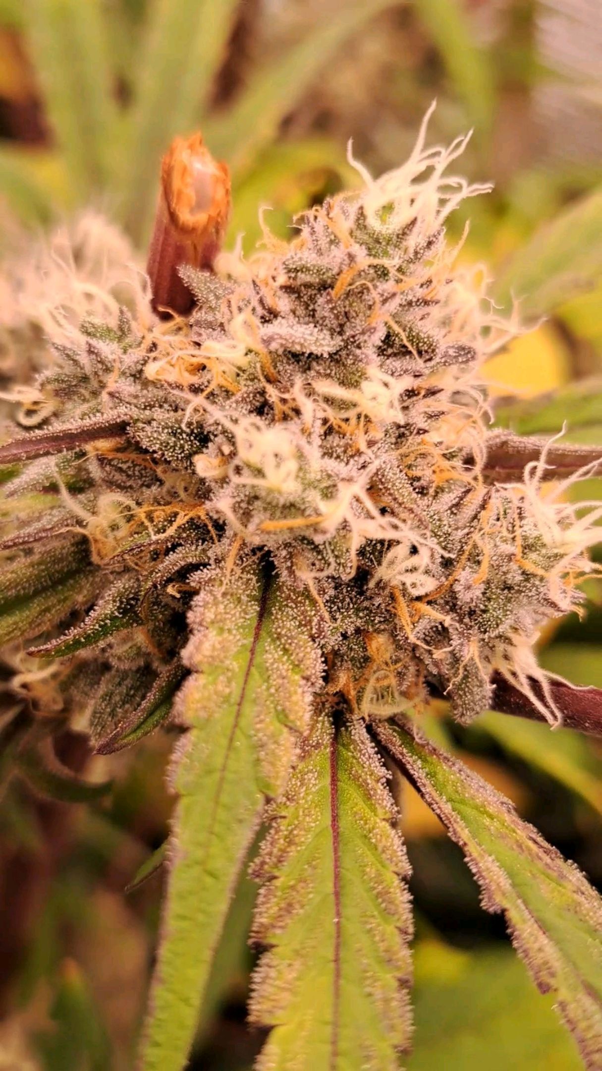 Biscotti growlog photo 55