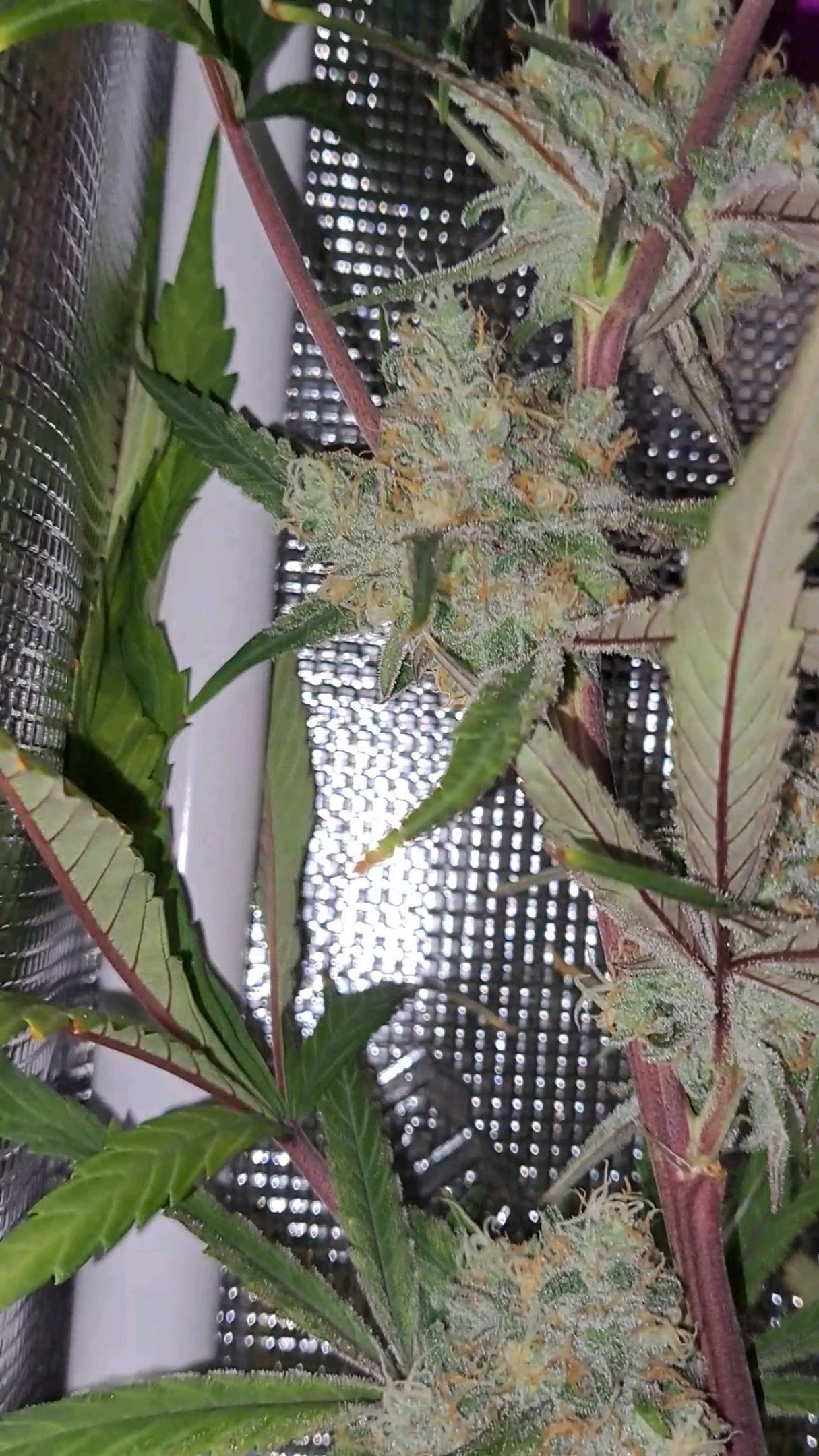 Biscotti growlog photo 56