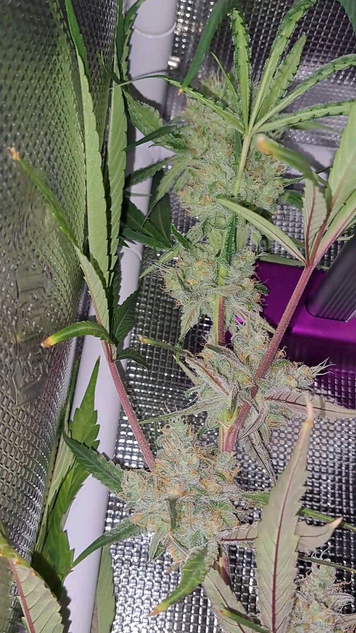 Biscotti growlog photo 57