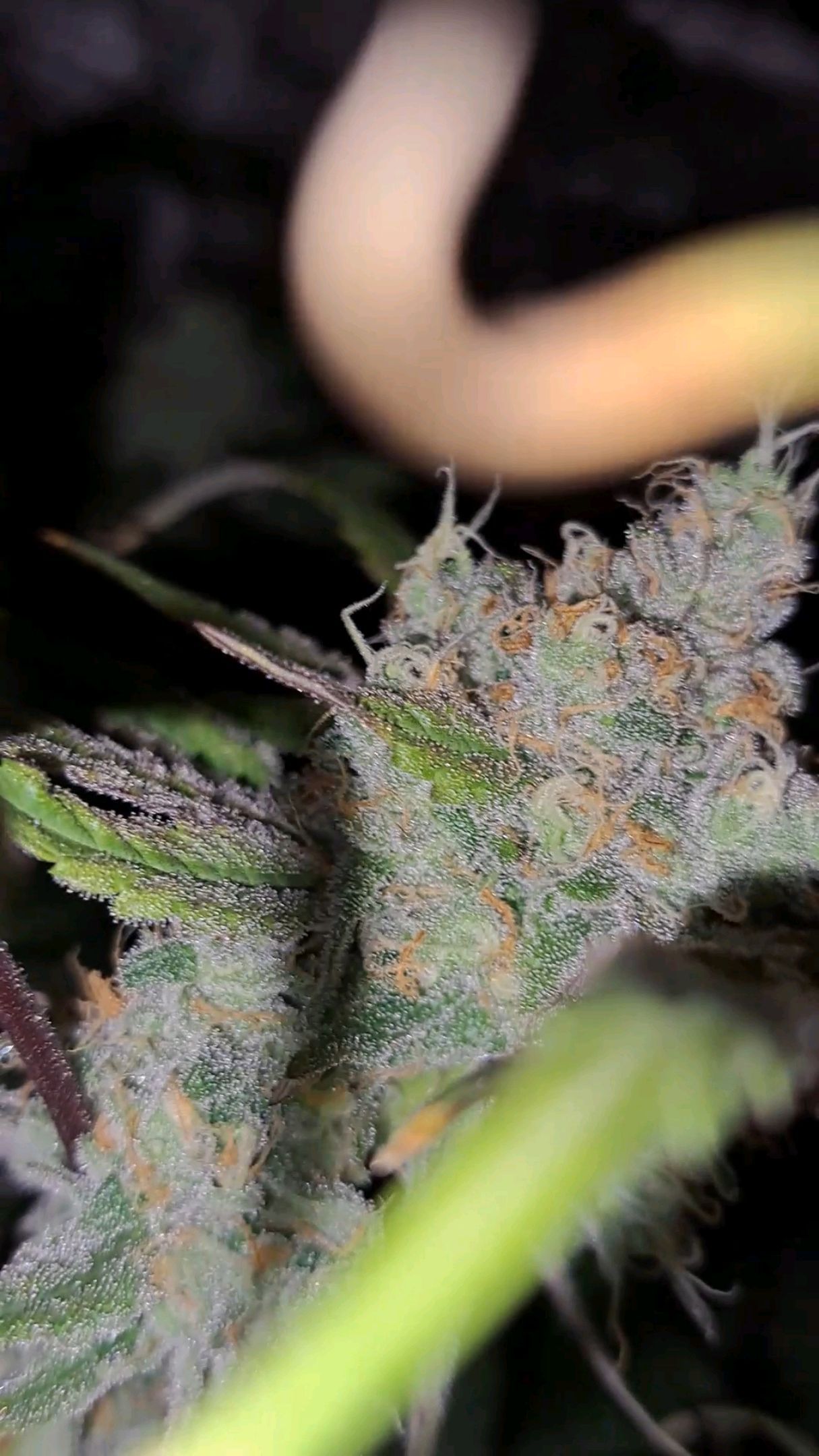 Biscotti growlog photo 58