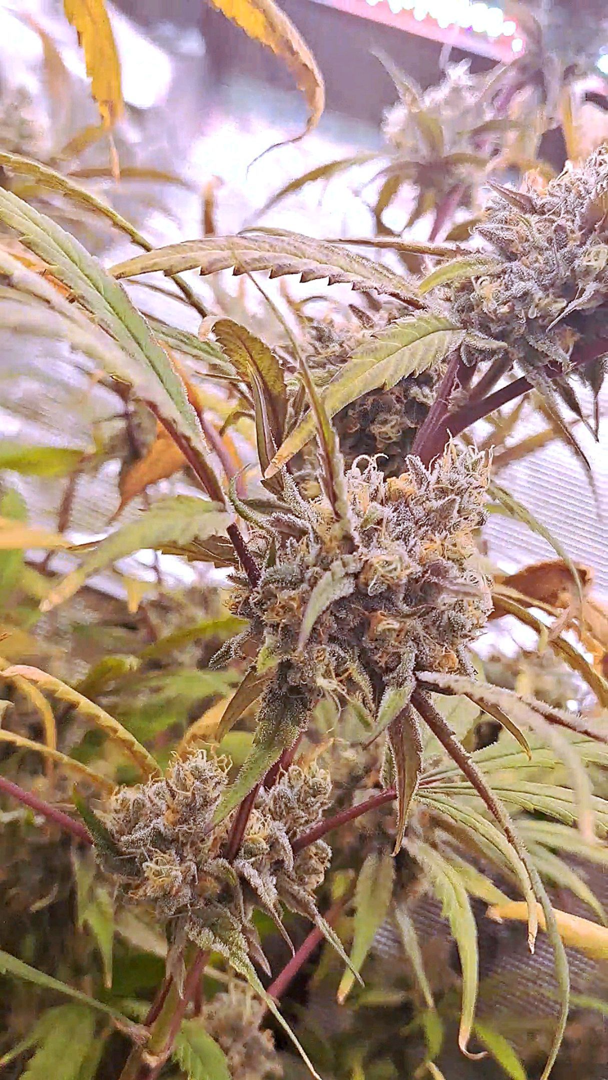 Biscotti growlog photo 60