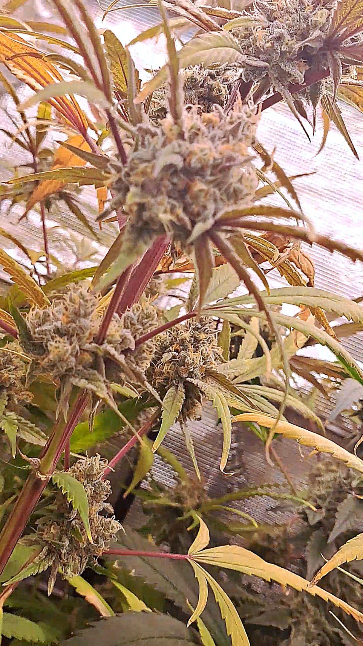 Biscotti growlog photo 61