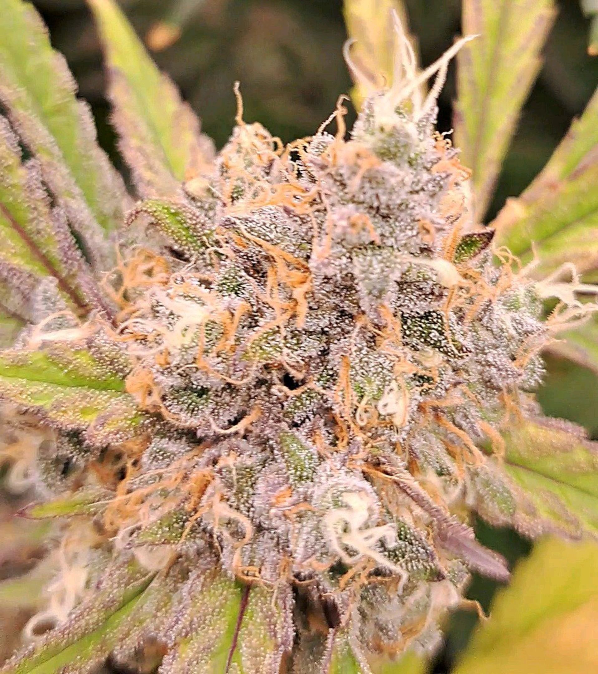 Biscotti growlog photo 59