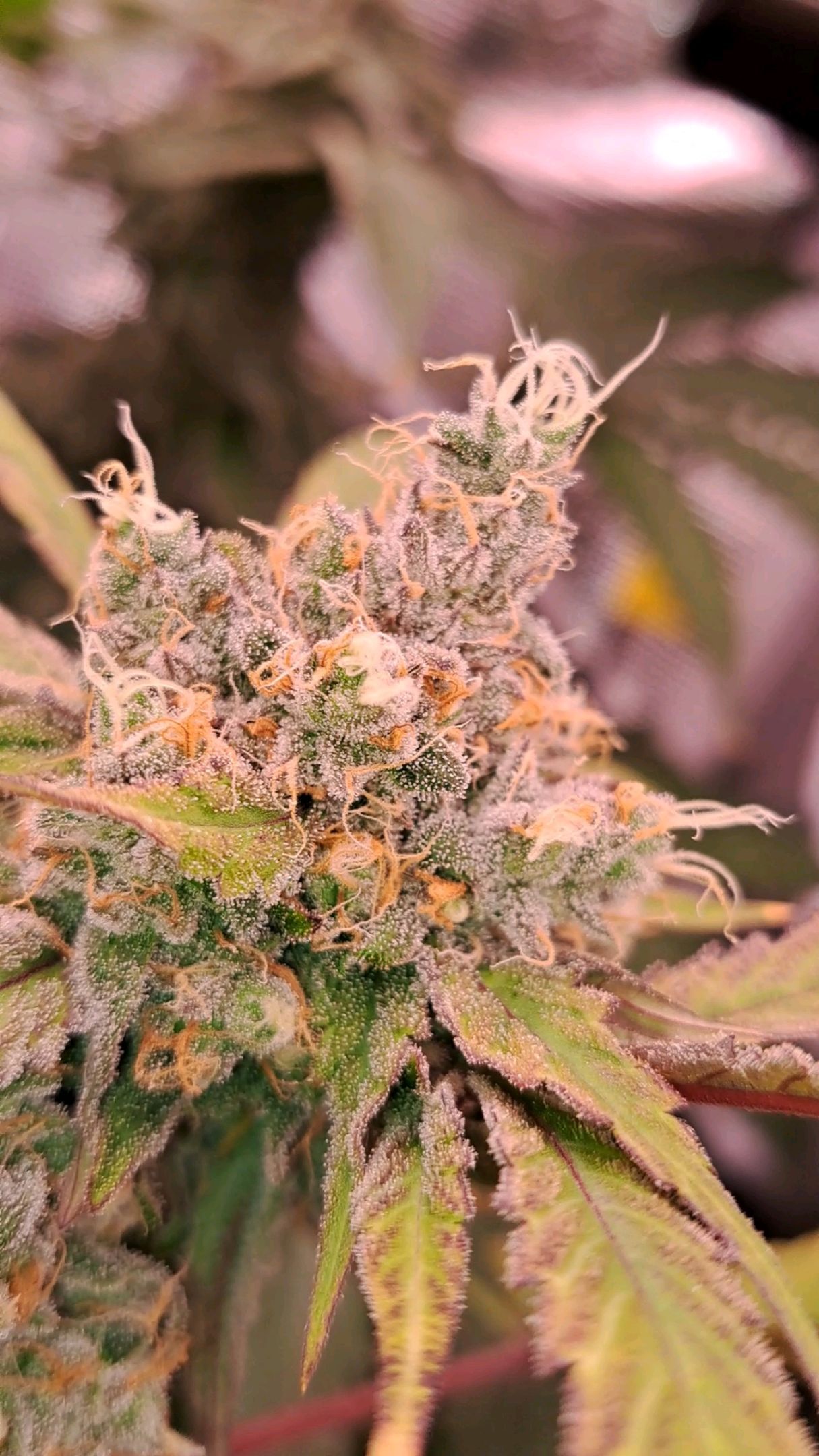 Biscotti growlog photo 62