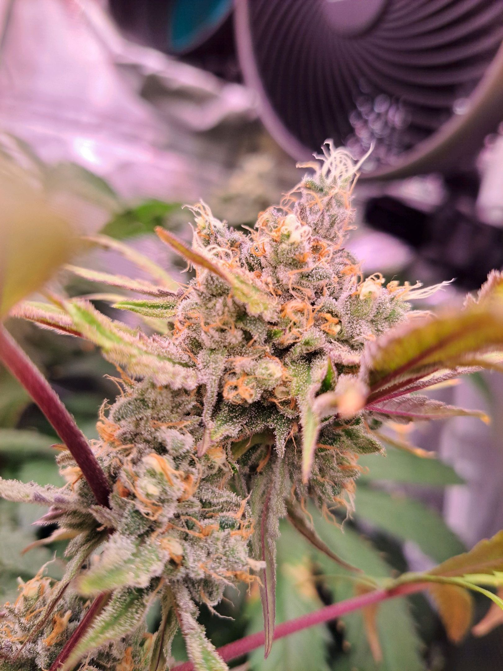 Biscotti growlog photo 63