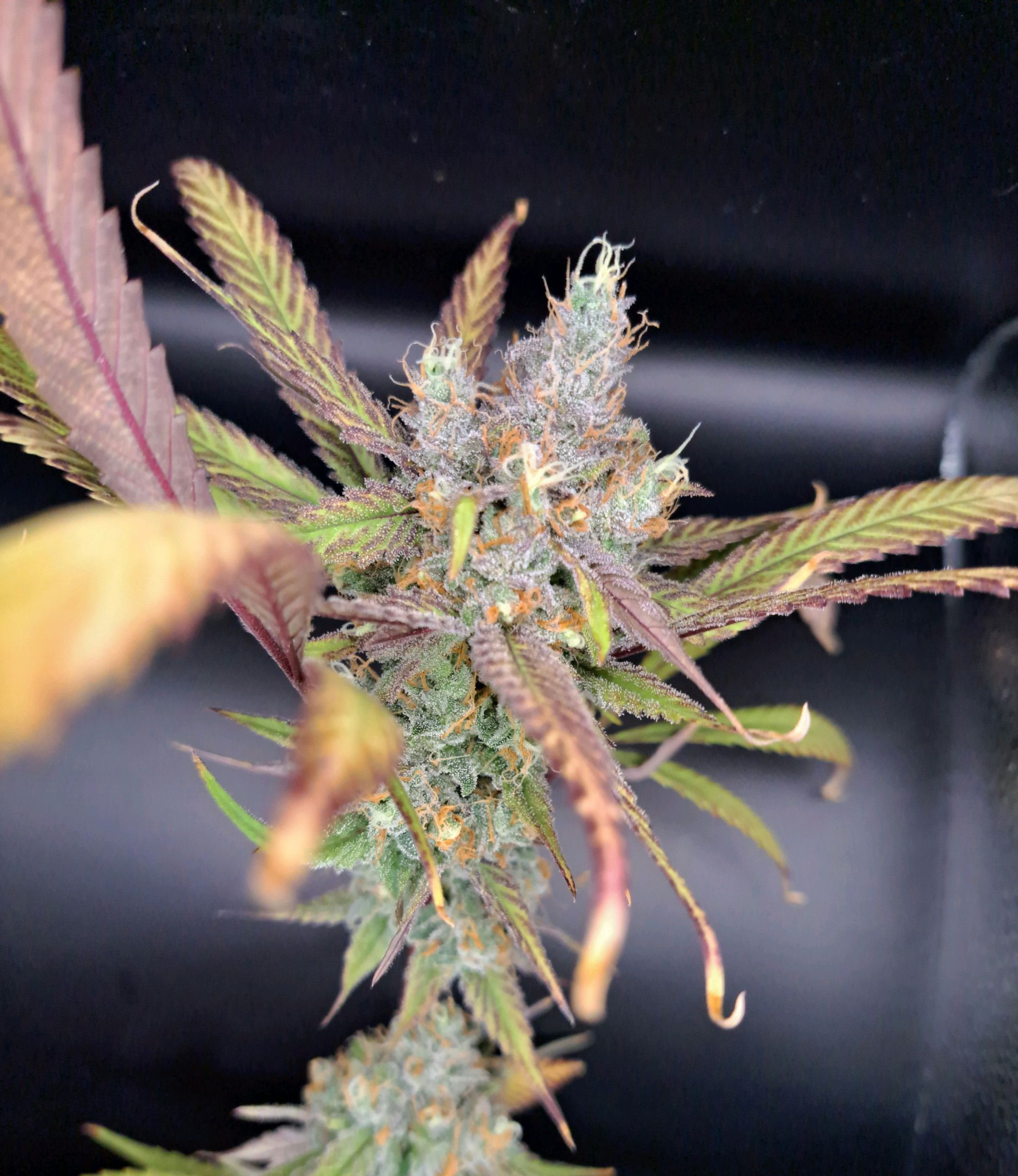 Biscotti growlog photo 64