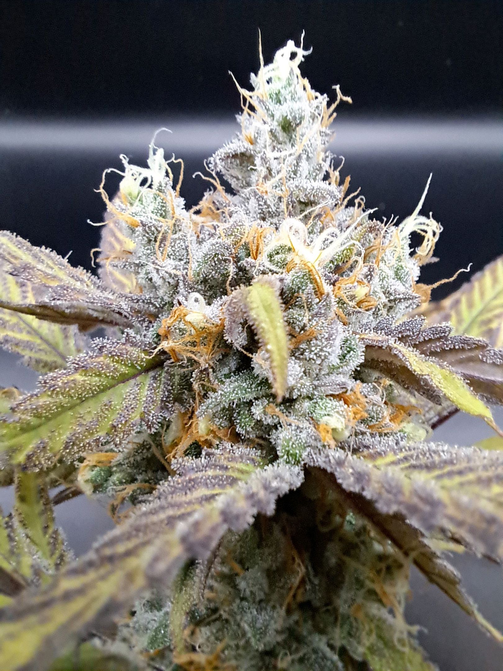 Biscotti growlog photo 65