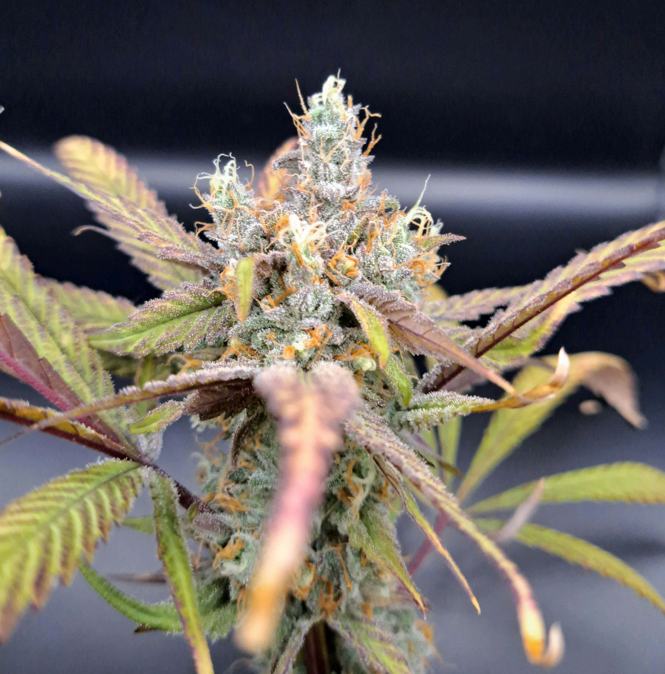 Biscotti growlog photo 66