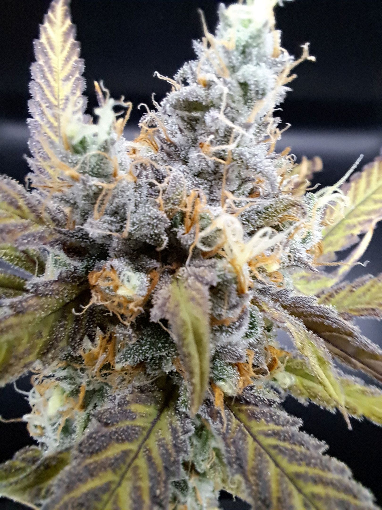 Biscotti growlog photo 67