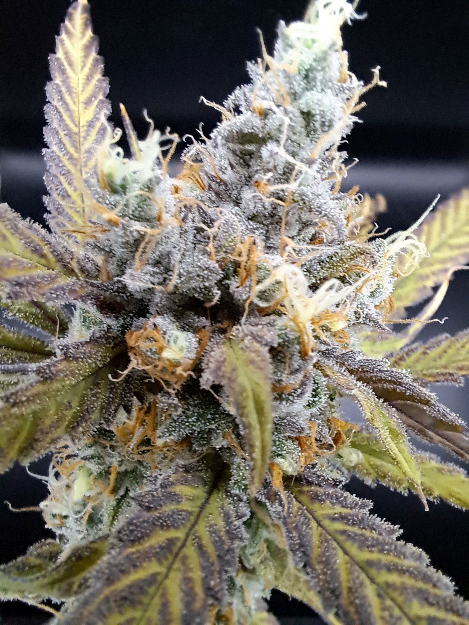 Biscotti growlog photo 68