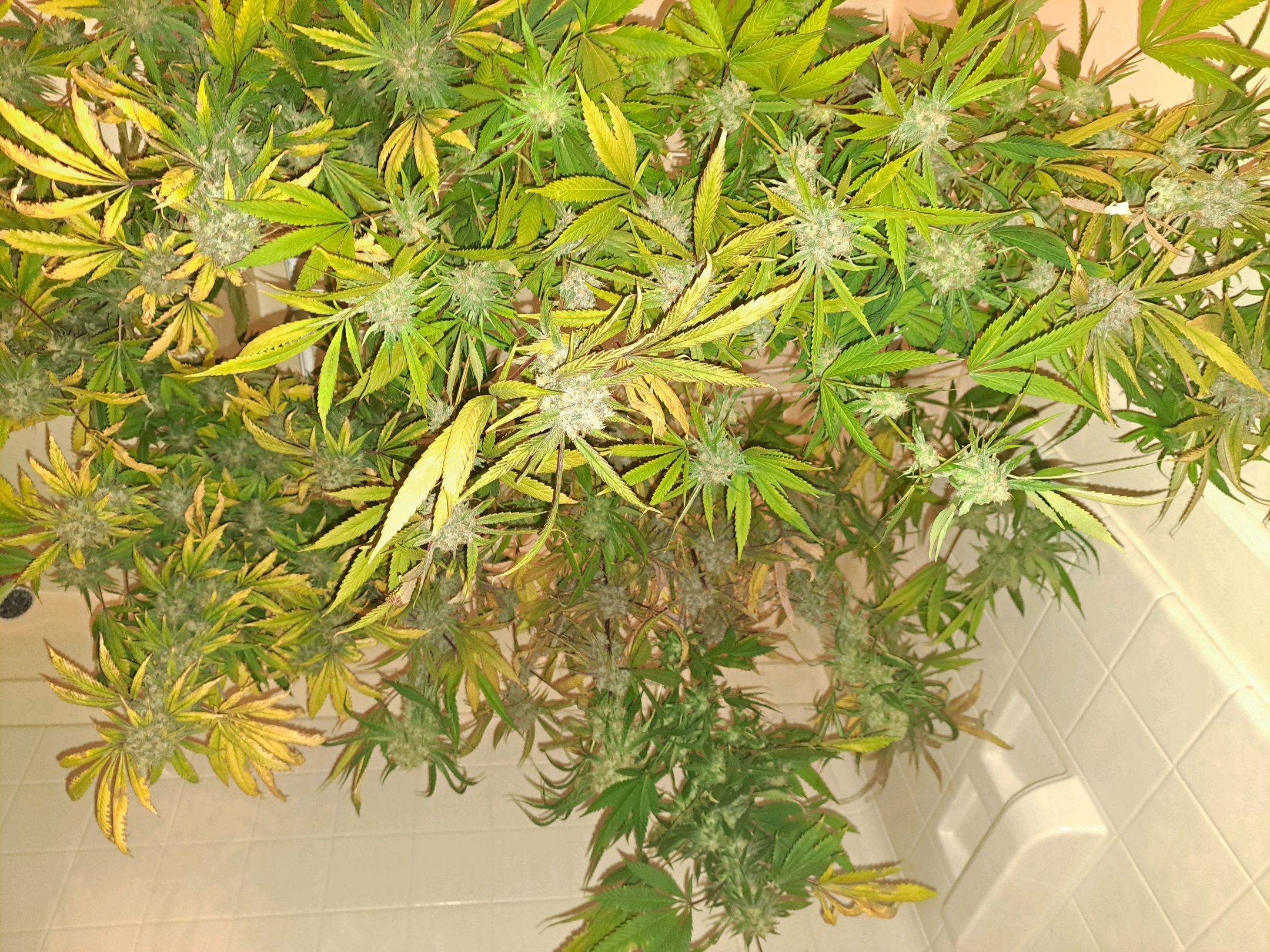 Biscotti growlog photo 69