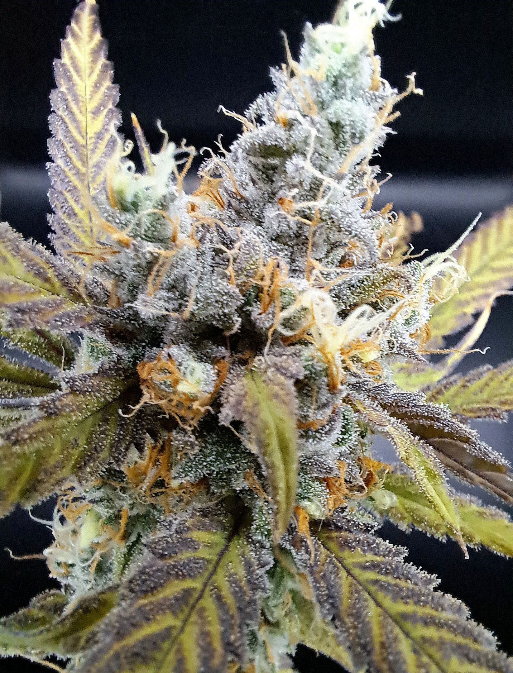 Biscotti growlog header