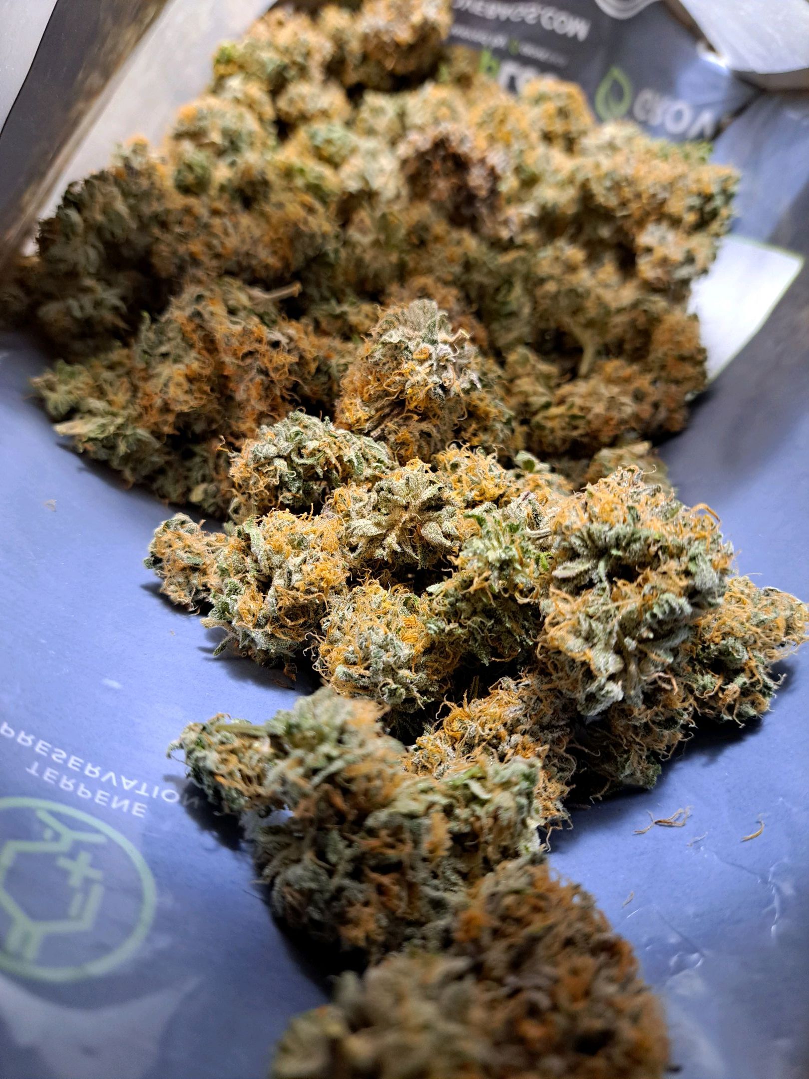 Biscotti growlog photo 71