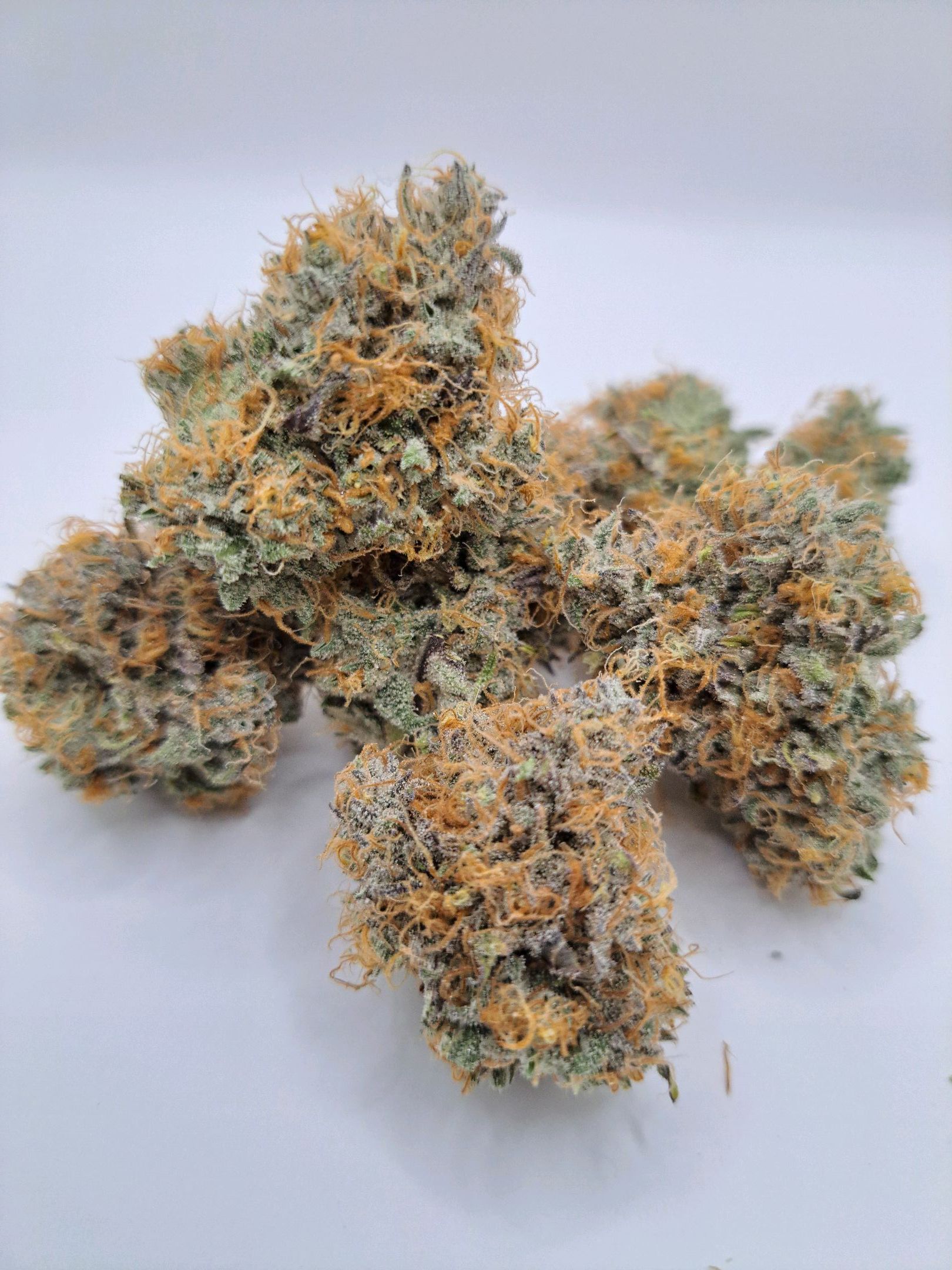 Biscotti growlog photo 70