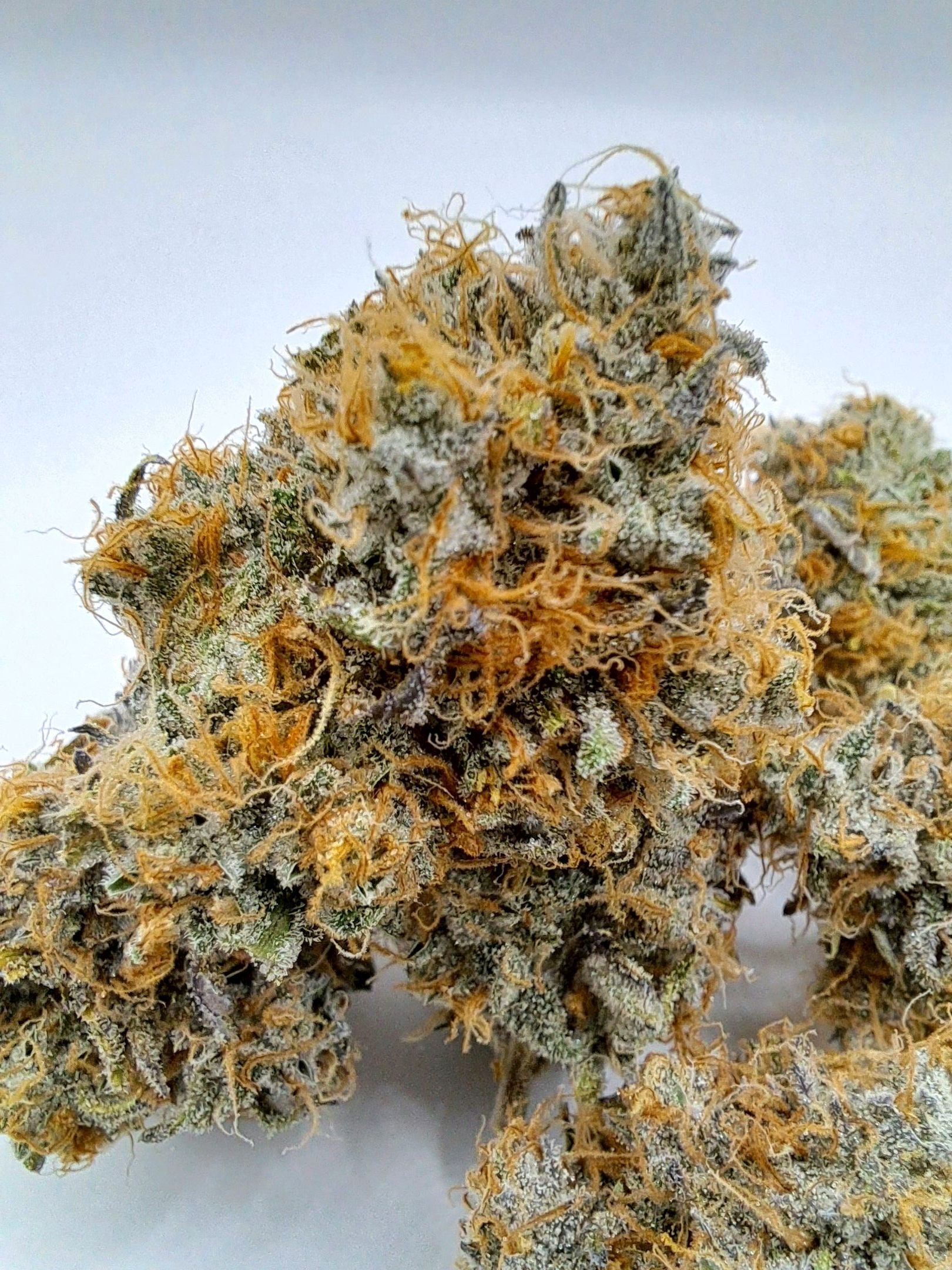 Biscotti growlog photo 72