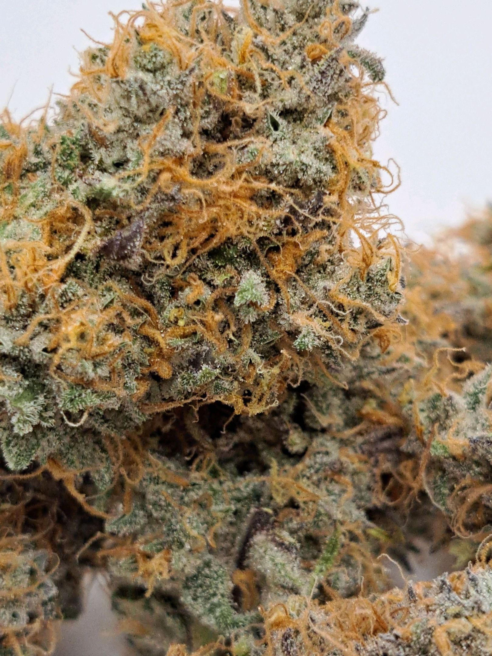 Biscotti growlog photo 74