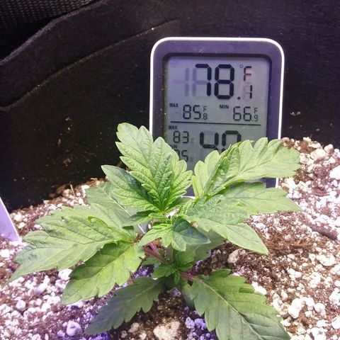 Cement Shoes  growlog timeline photo