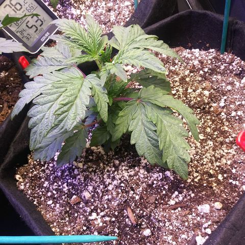 Cement Shoes  growlog timeline photo