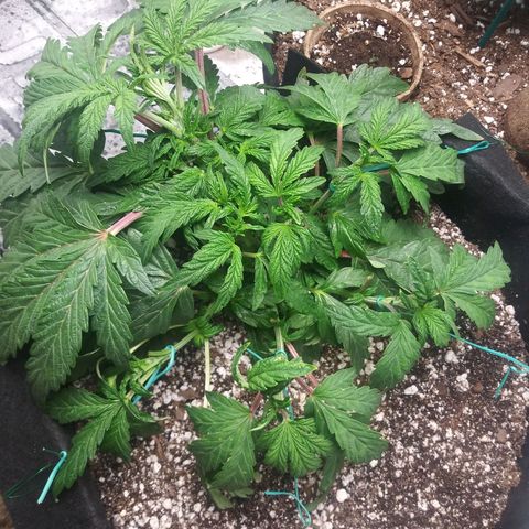 Cement Shoes  growlog photo: Lst, slight defol