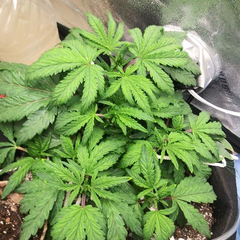 Cement Shoes  growlog timeline photo