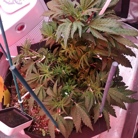 Cement Shoes  growlog photo: Last defol to expose main branches and inside of plant.