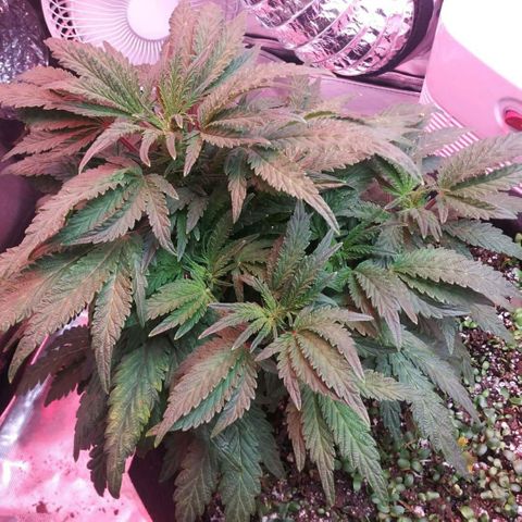 Cement Shoes  growlog timeline photo