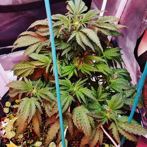Cement Shoes  growlog timeline photo