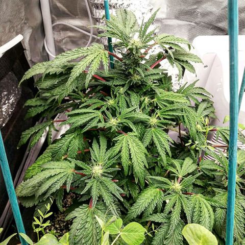 Cement Shoes  growlog timeline photo