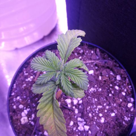 Unicorn Sherbert  growlog timeline photo