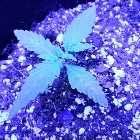 Milhouse Auto (outdoor) growlog timeline photo