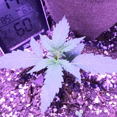 Milhouse Auto (outdoor) growlog timeline photo