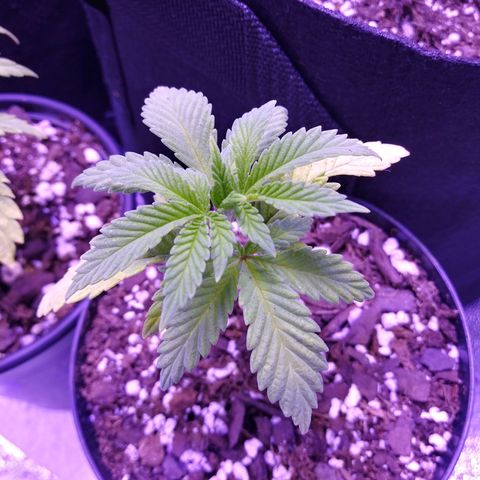 Unicorn Sherbert  growlog timeline photo