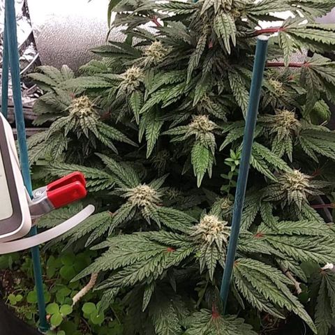 Cement Shoes  growlog timeline photo