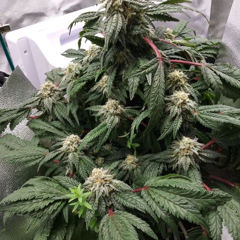 Cement Shoes  growlog timeline photo