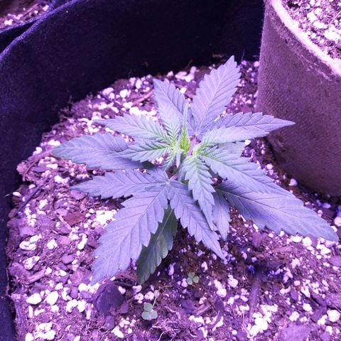 Milhouse Auto (outdoor) growlog timeline photo