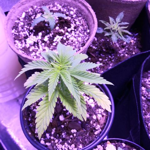 Wedding Fantasy  growlog timeline photo