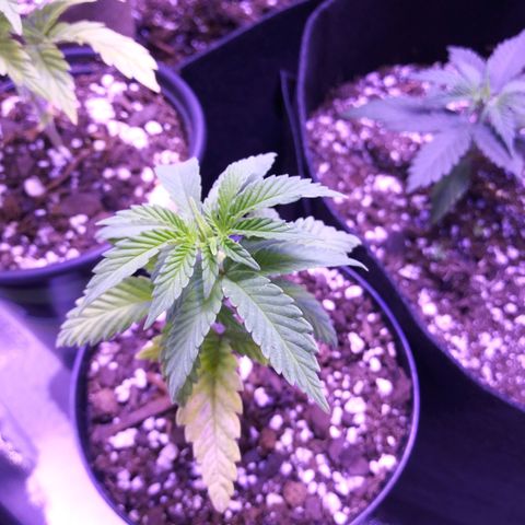 Unicorn Sherbert  growlog timeline photo