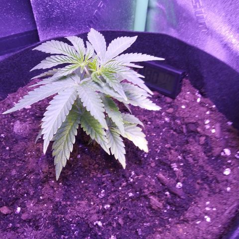 Wedding Fantasy  growlog timeline photo