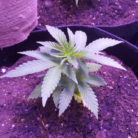 Unicorn Sherbert  growlog timeline photo