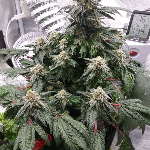 Cement Shoes  growlog timeline photo
