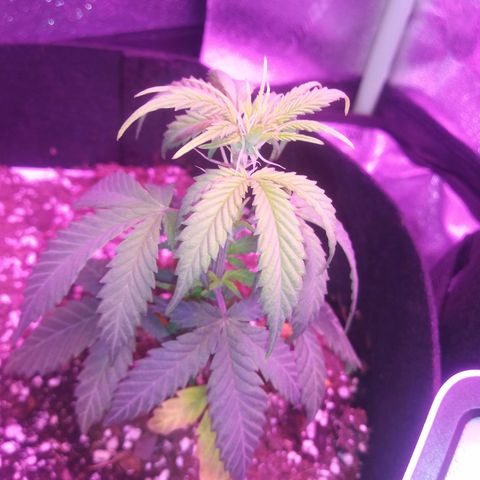 Milhouse Auto (outdoor) growlog timeline photo