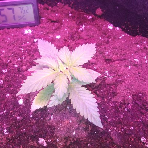 Blueberry Kush auto #2 growlog timeline photo