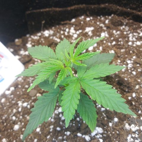 Medi Pak growlog timeline photo