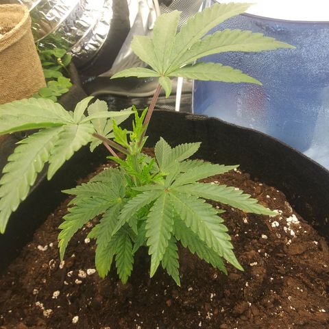 Wedding Fantasy  growlog timeline photo