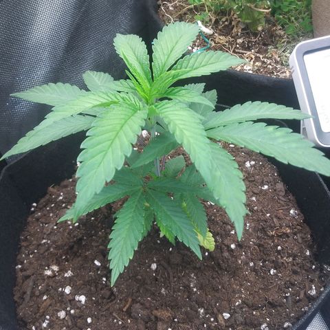 Unicorn Sherbert  growlog timeline photo