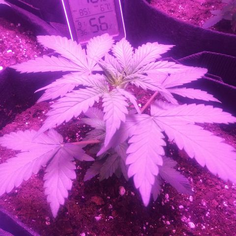 Blueberry Kush auto #2 growlog timeline photo