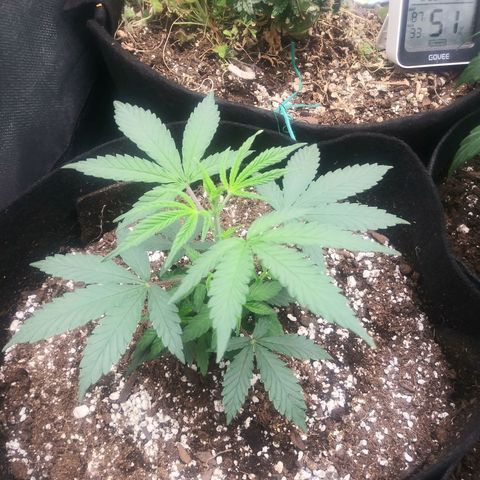 Medi Pak growlog timeline photo