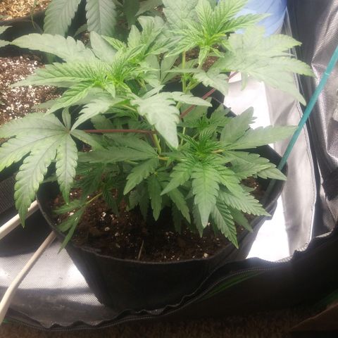 Wedding Fantasy  growlog timeline photo