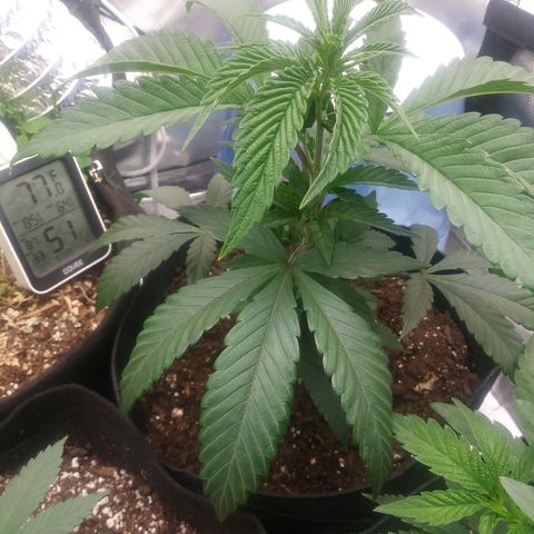 Unicorn Sherbert  growlog timeline photo