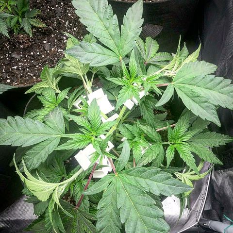 Wedding Fantasy  growlog timeline photo